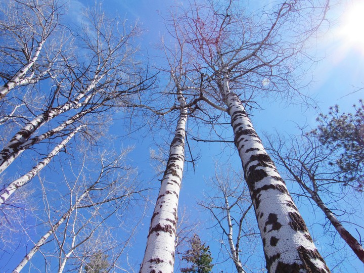 Trees
