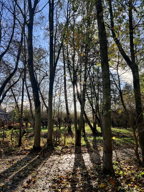 sunny day