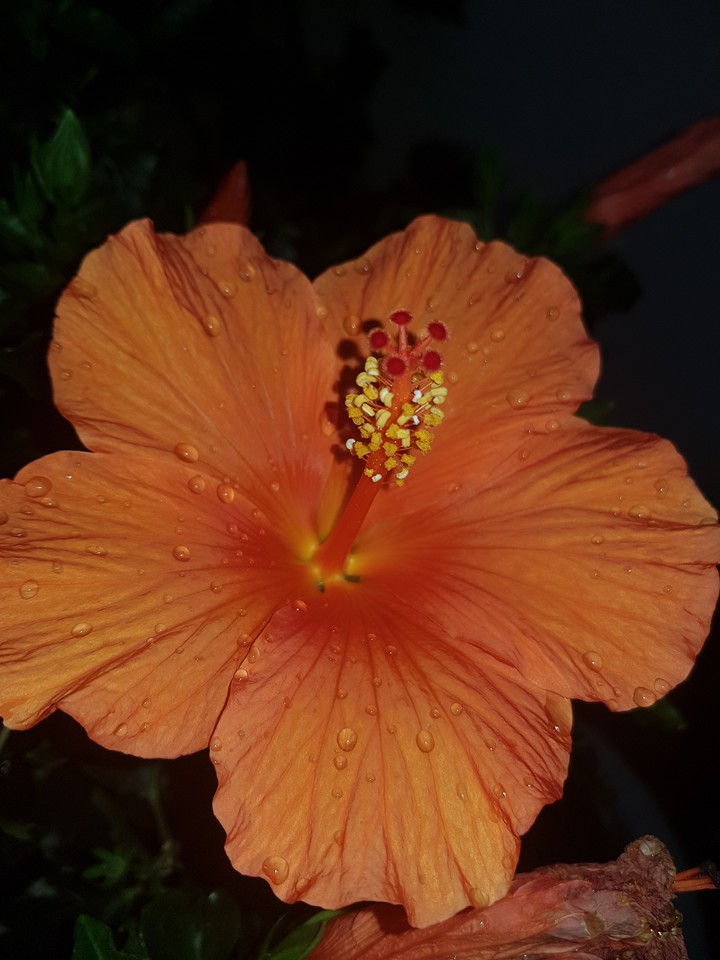 water flower