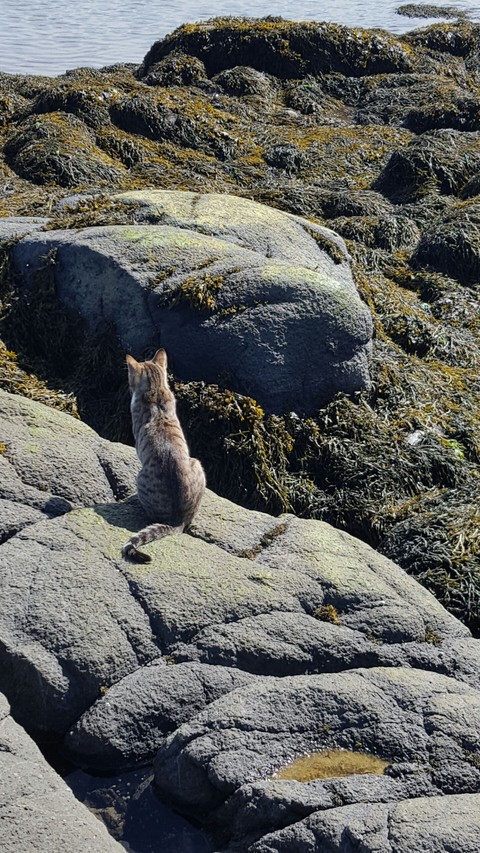 Stray cat in Iceland