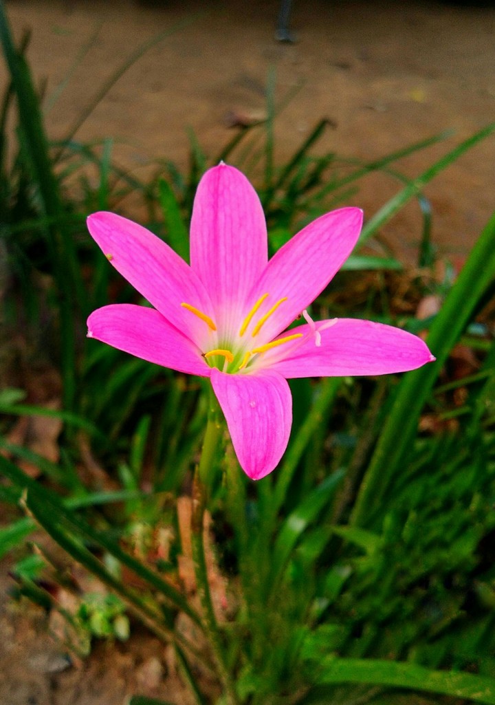 Flower