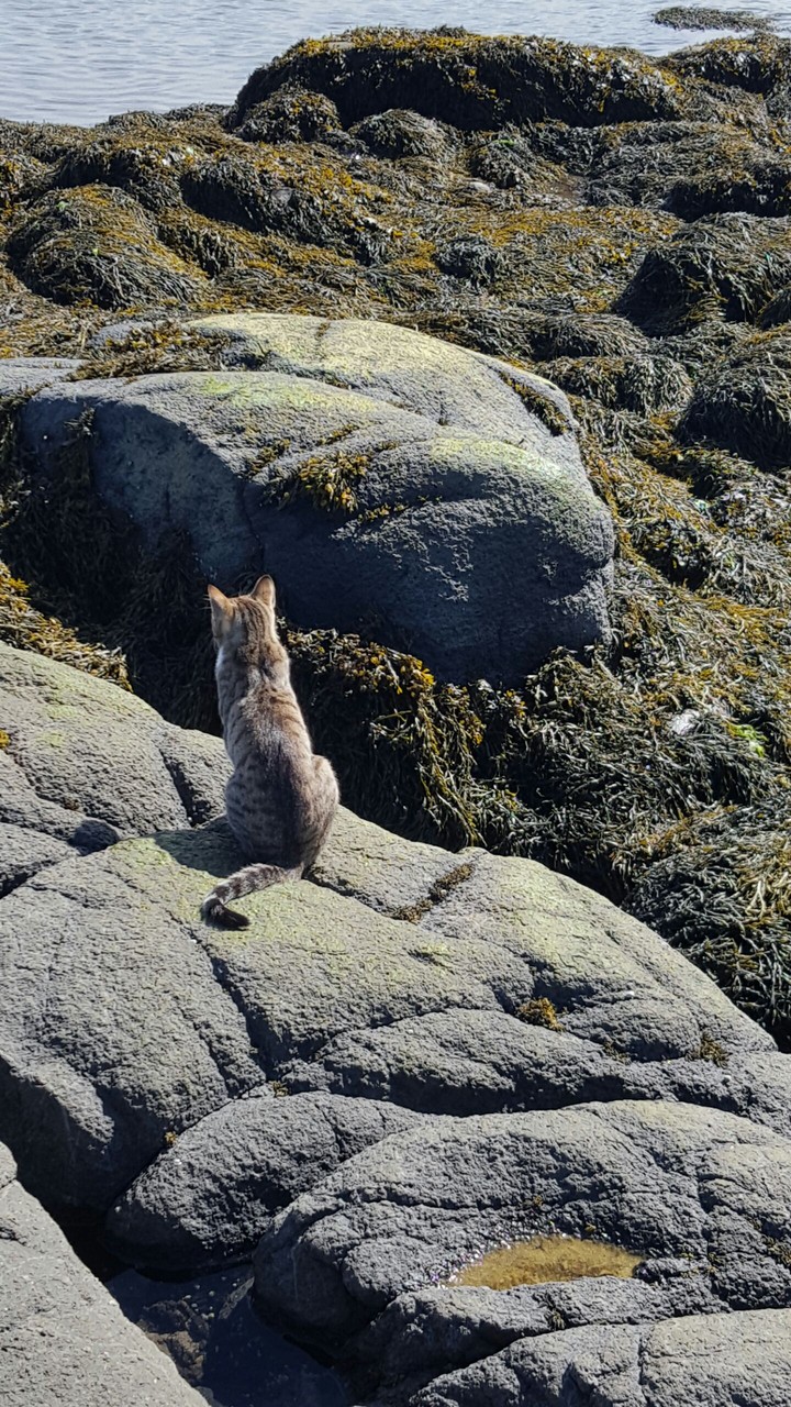 Stray cat in Iceland