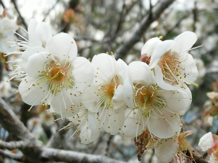 梅花