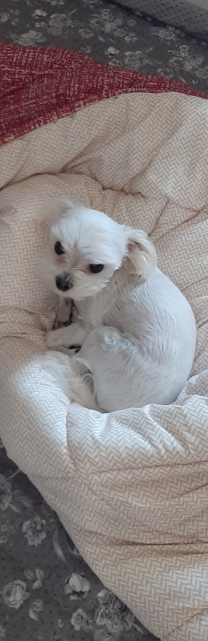 강아지2