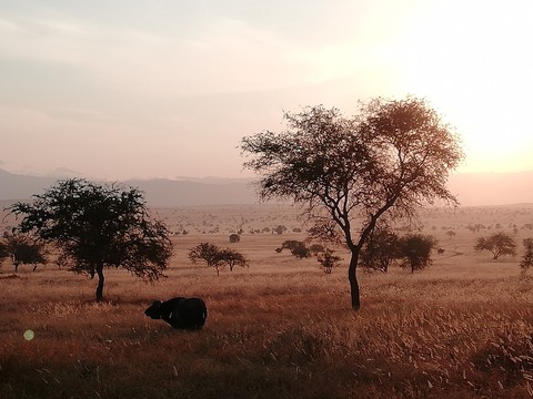 Afrika