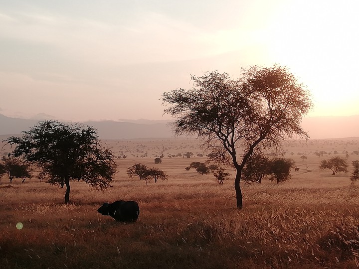 Afrika
