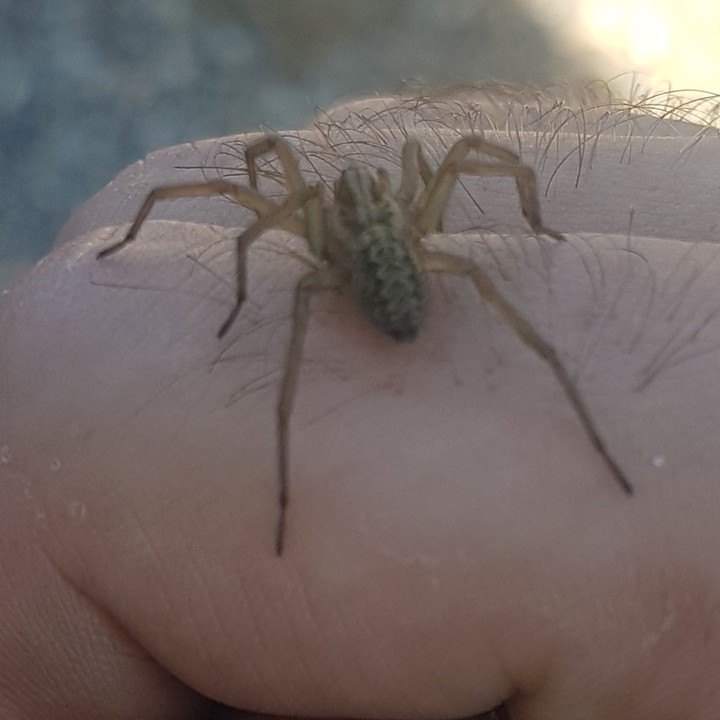 fear spider