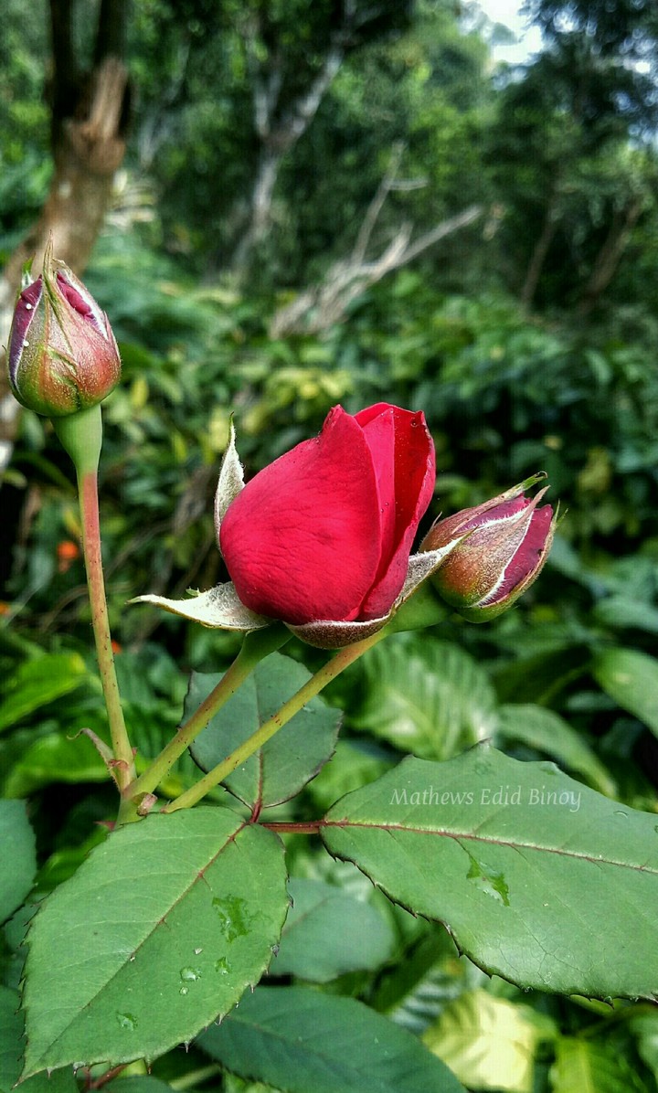 red rose lover