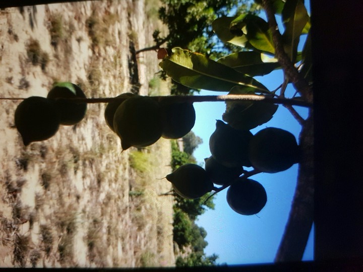 nacadamiam nuts