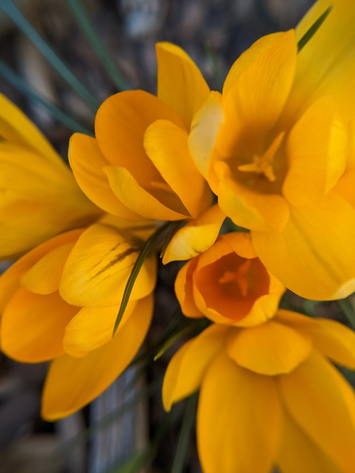 spring flowers