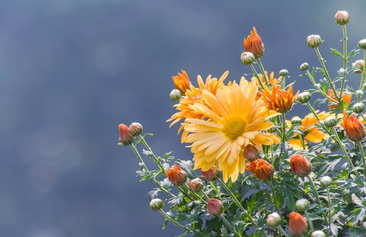 جوانی گوڵ.....the beauty of flowers