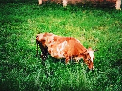 cow
