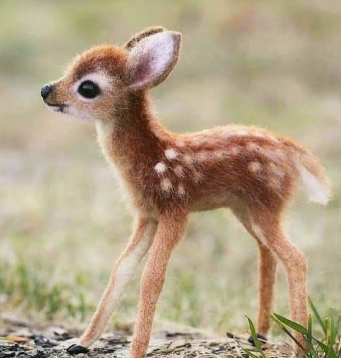 BABY DEER