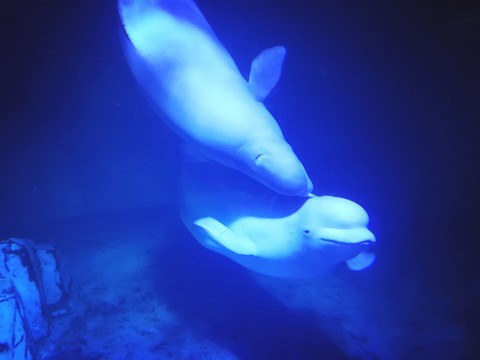 papéis de parede underwater, Fin