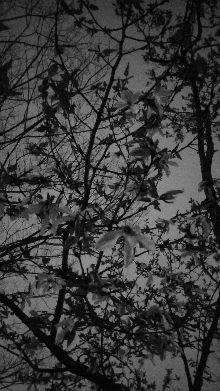 branches