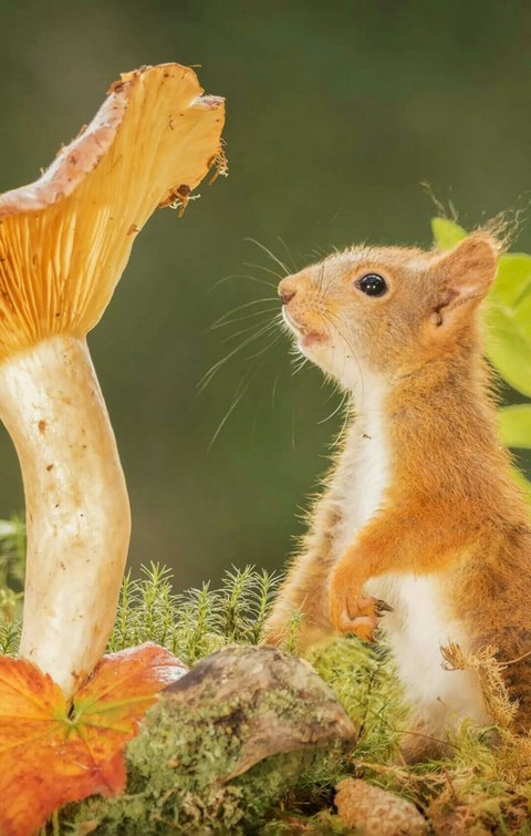 squirrel