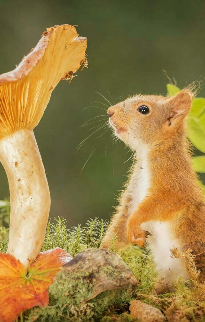 squirrel