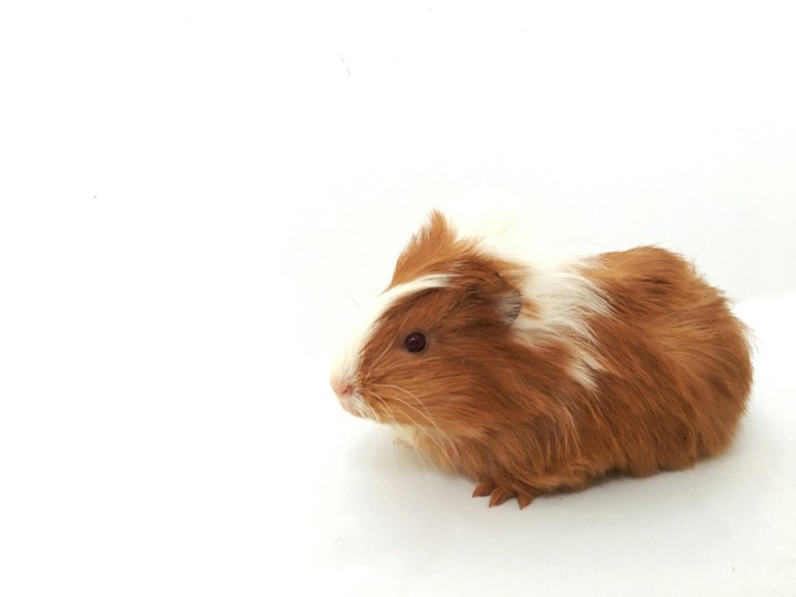 Guinea pig