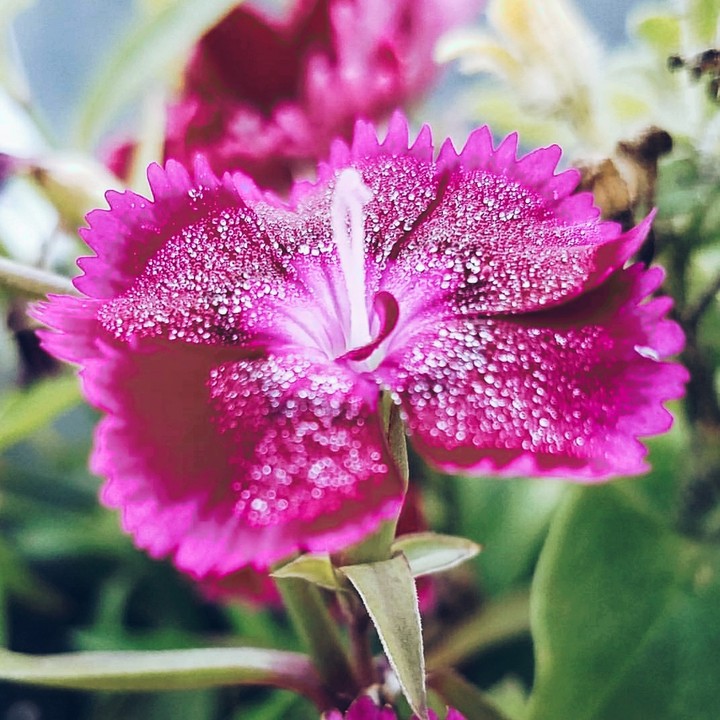 morning dew