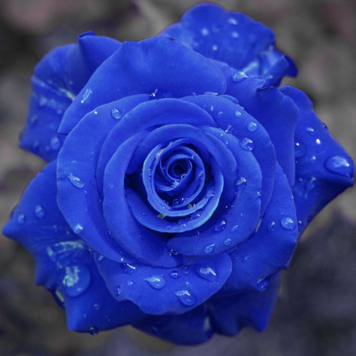 flower blue