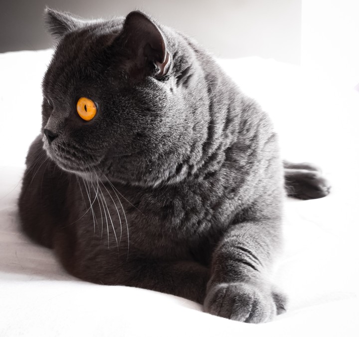 BRITISH SHORTHAIR cat
