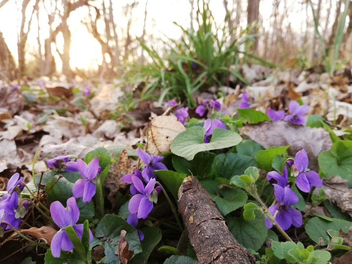violets