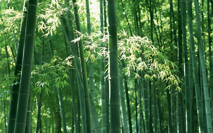 bamboo