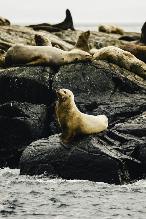 papéis de parede vertebrate, snout