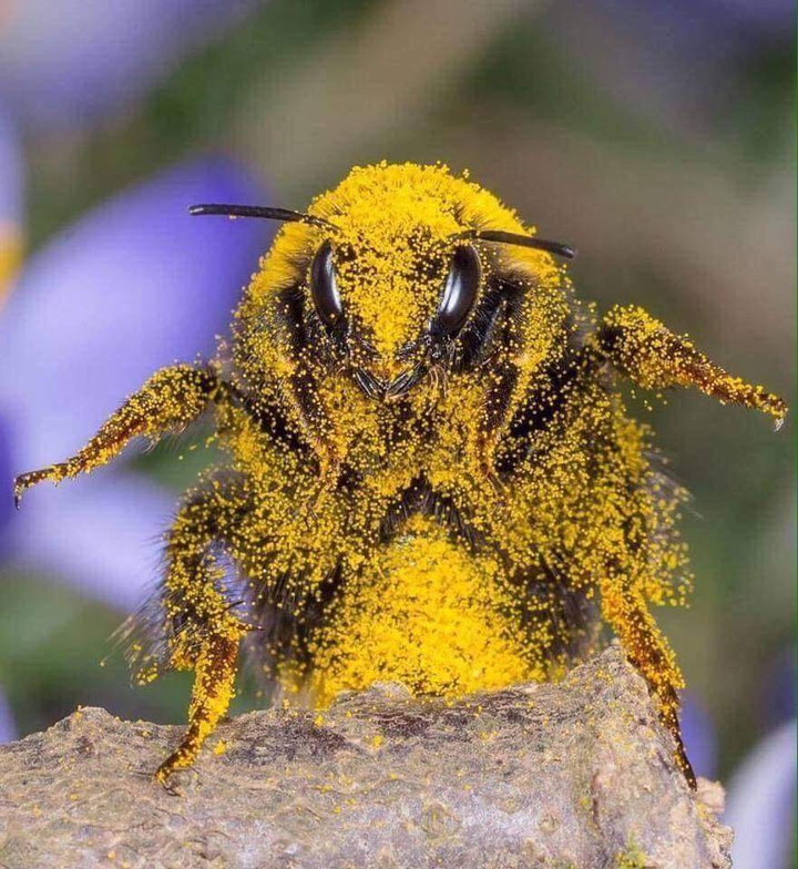 Abeja cubierta en polen