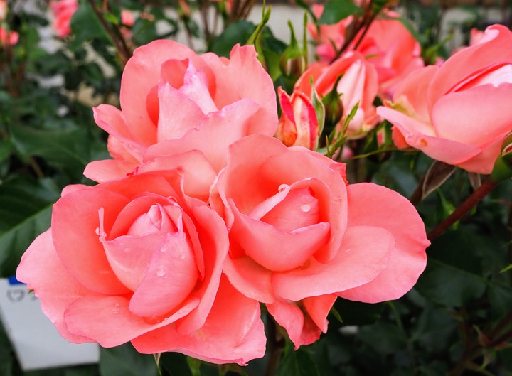Roses