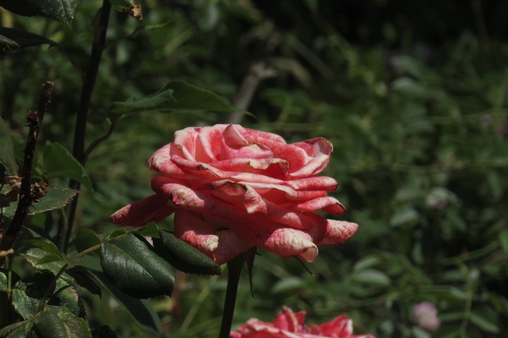 rose