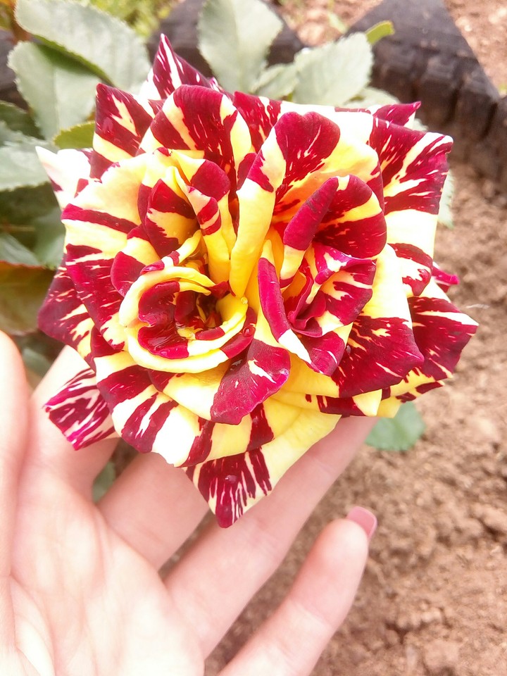 rose