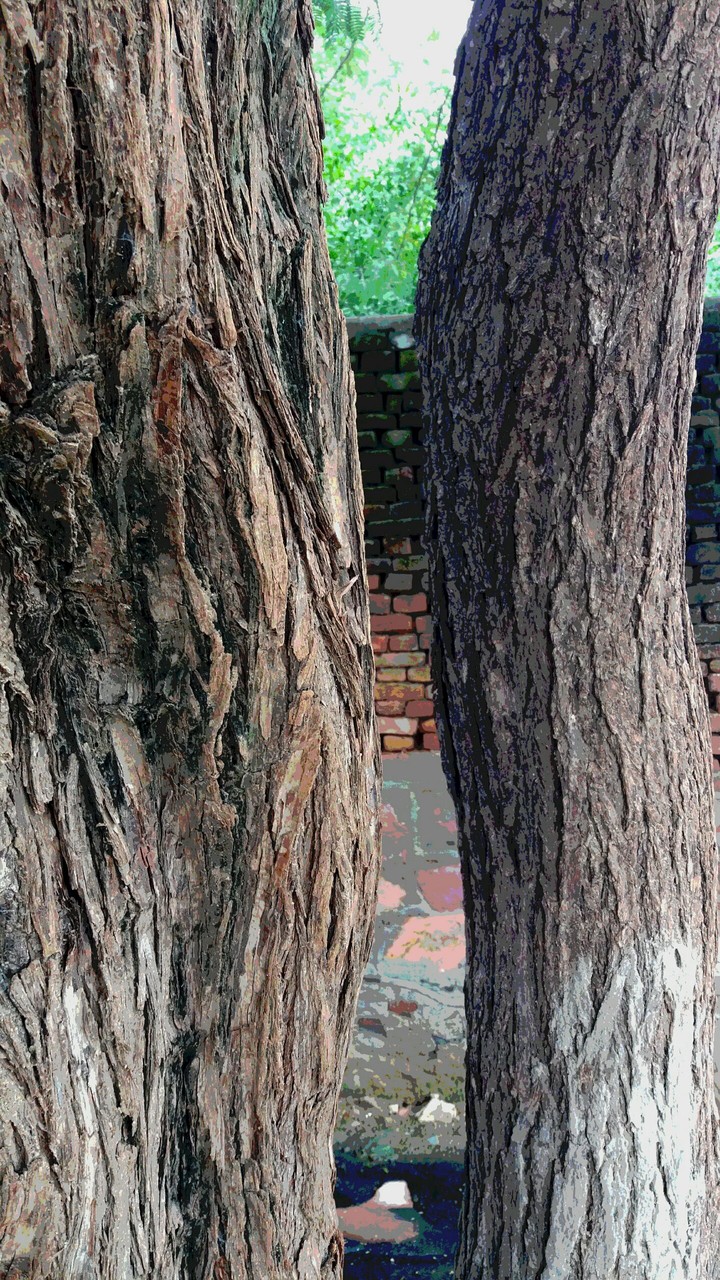 Neem Wallpaper