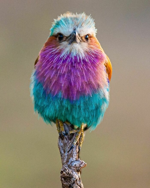 обои coraciiformes, bird