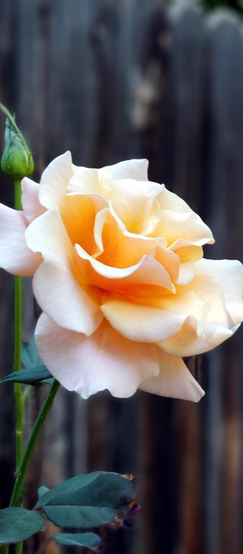 rose