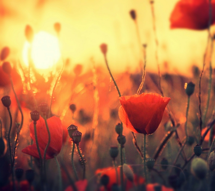 Spring comming
