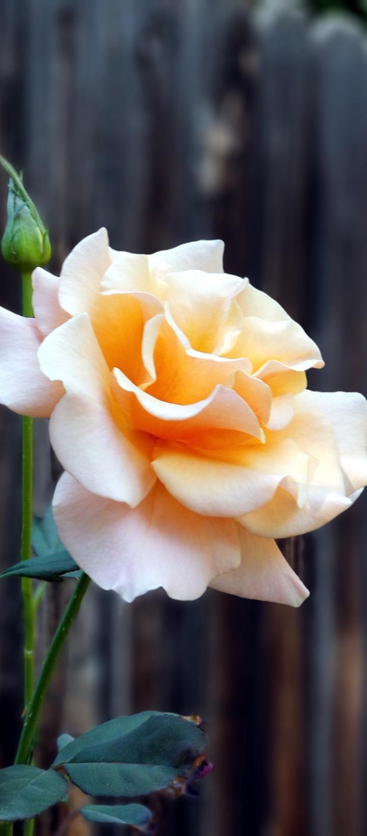rose