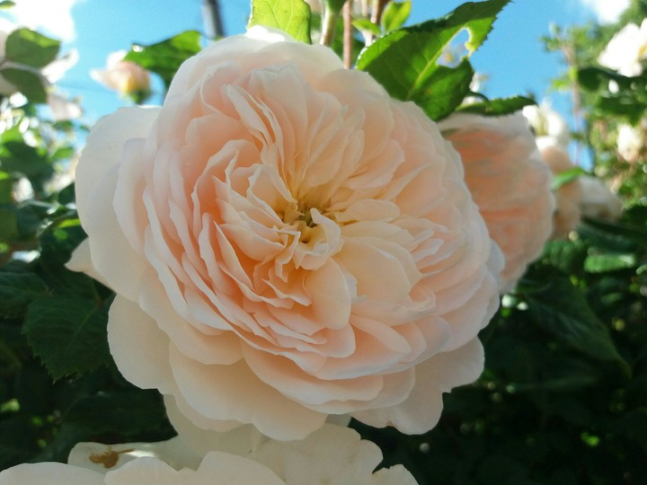 rose
