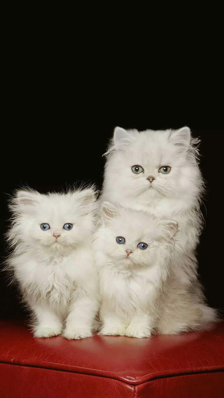 cats