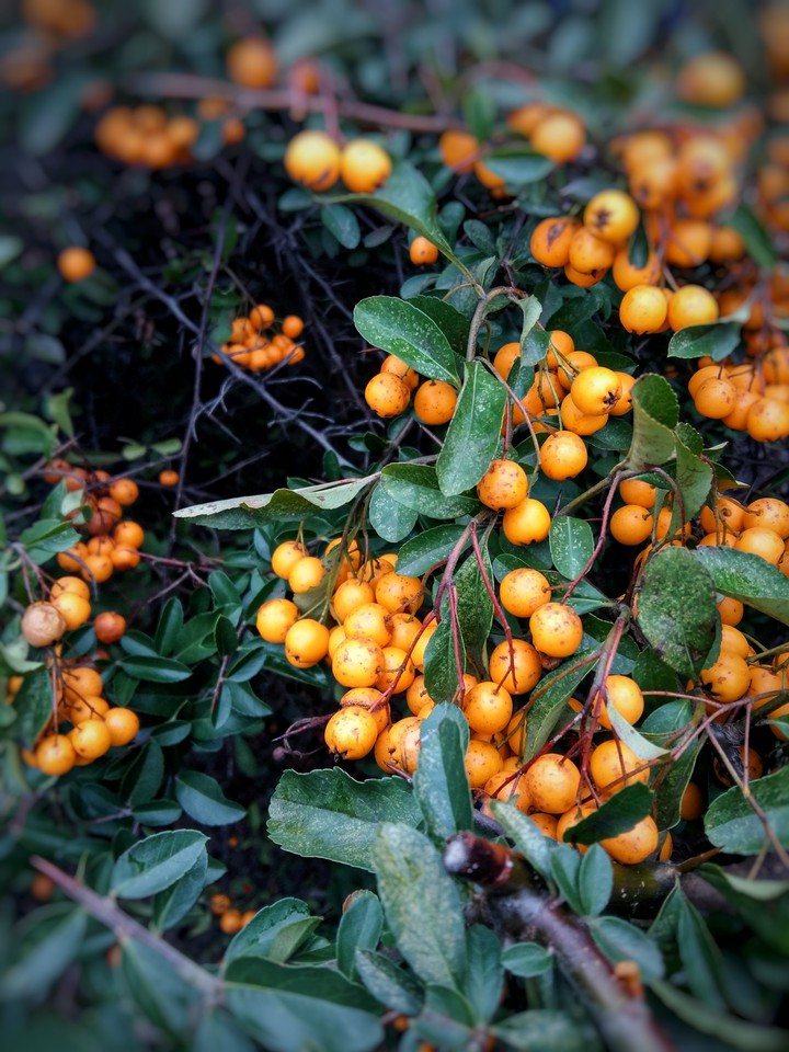 wild berries