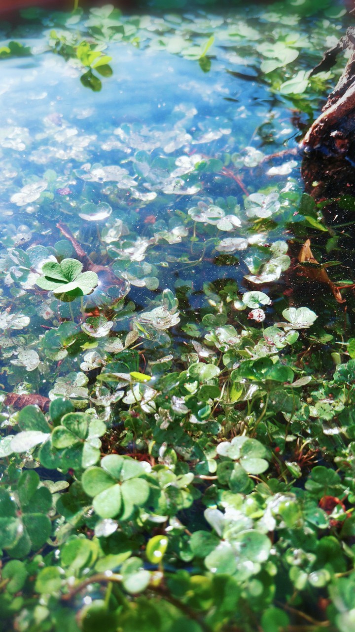 Water in the grass 5