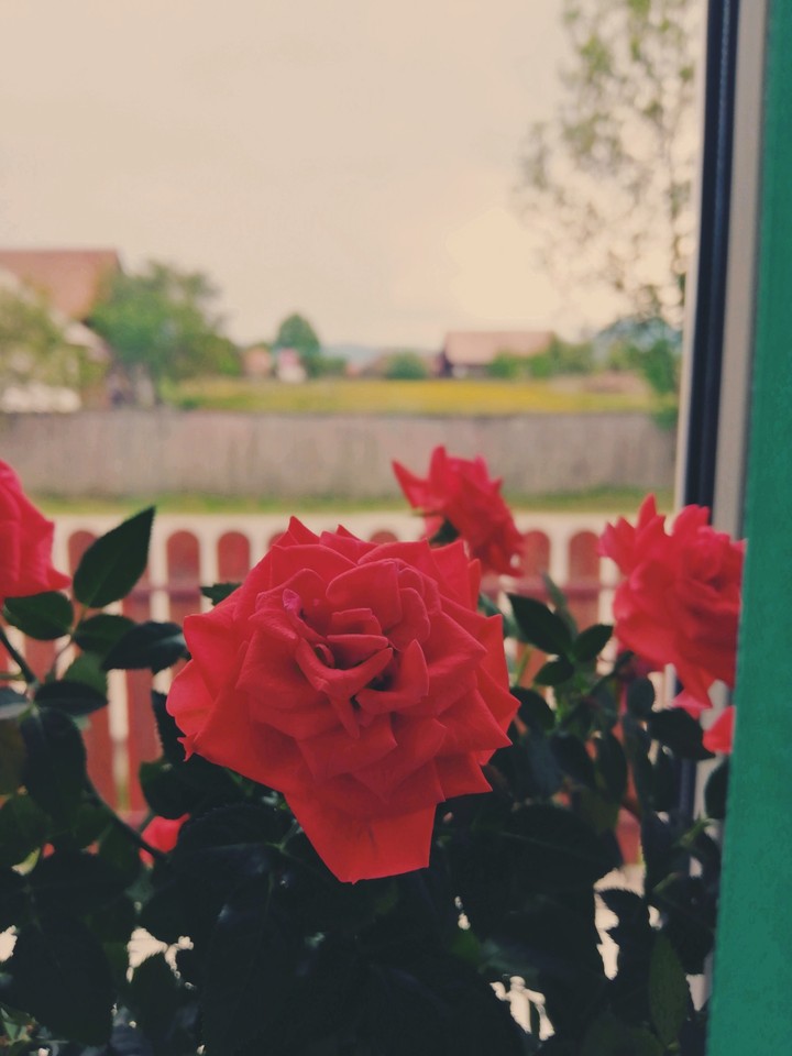little roses