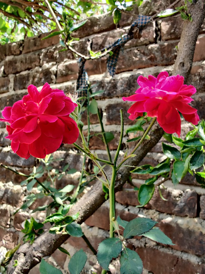 rose