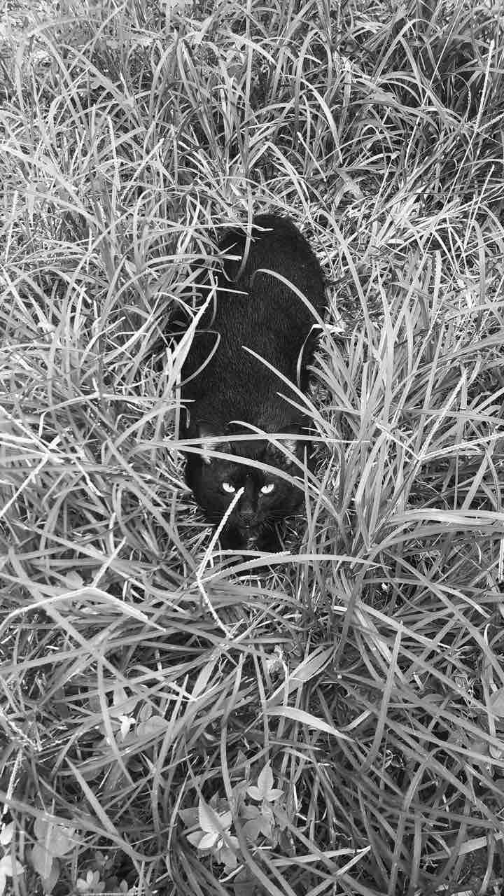 cat black.