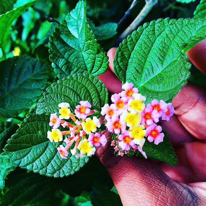 Unique Flowers