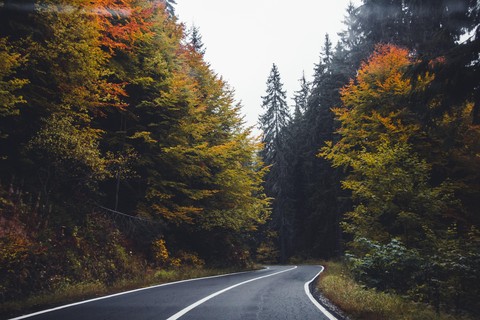 тапети branch, forest