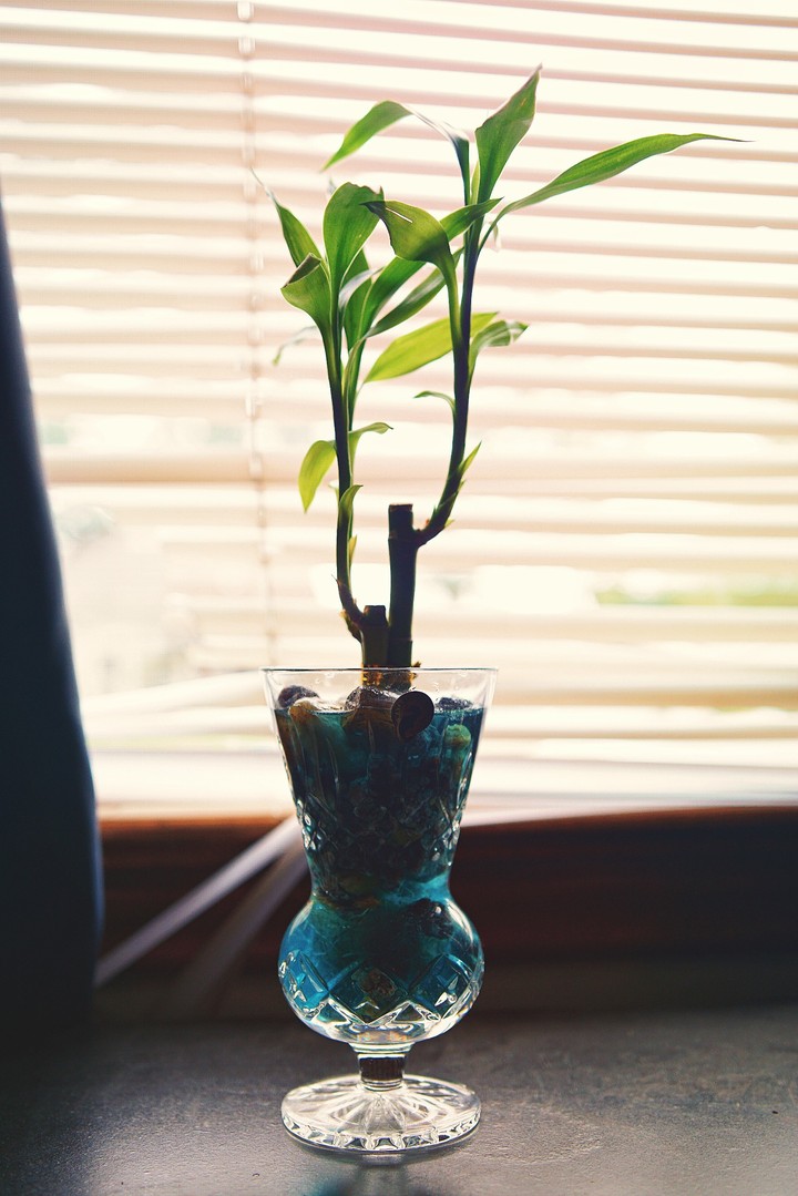 lucky bamboo