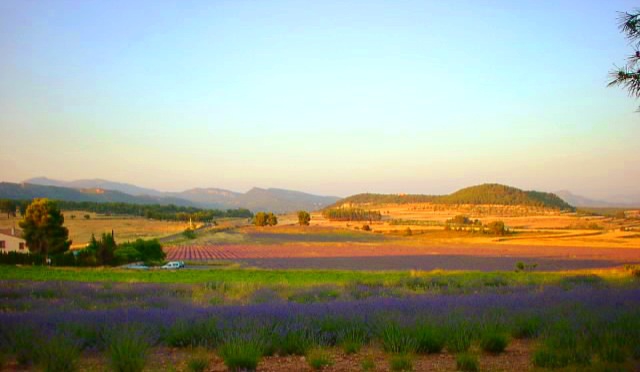 field of lavender