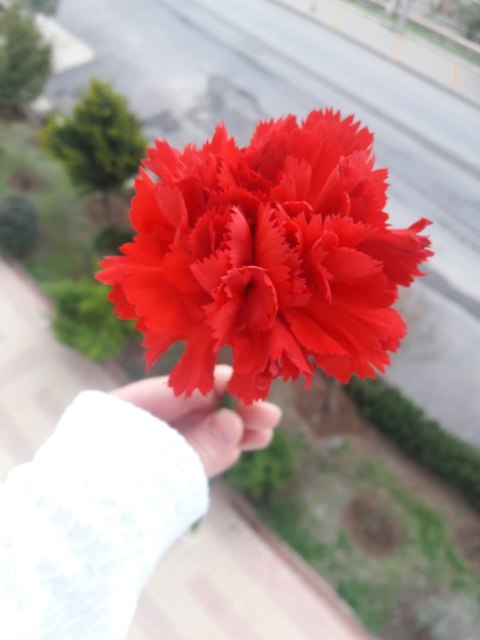 flower