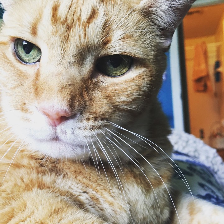 He goes by the name of Chubs